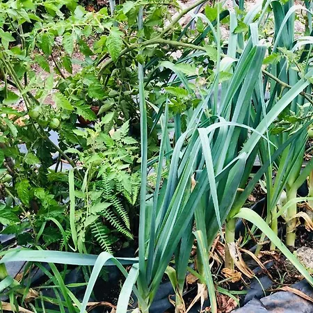 Casa Da Lomba Piscina Y Vistas Al Mar En Villa