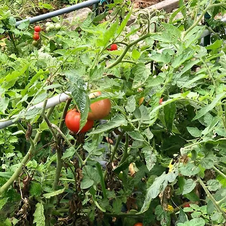 ヴィラ Casa Da Lomba Piscina Y Vistas Al Mar En