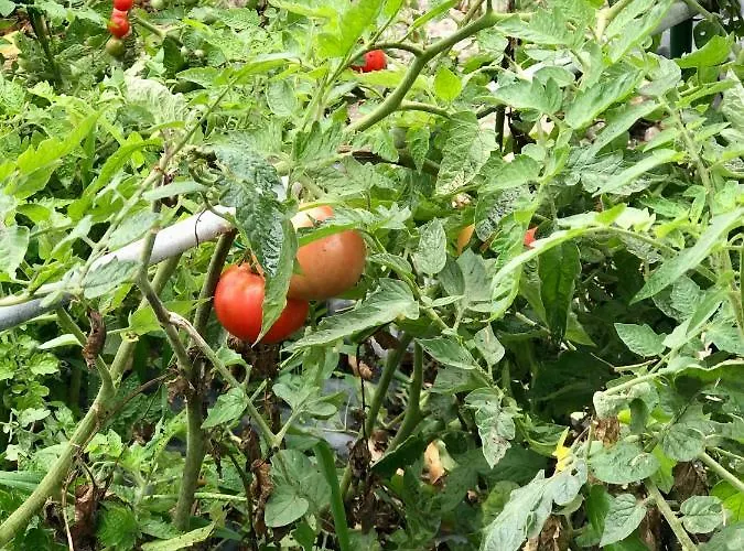 Βίλα Casa Da Lomba Piscina Y Vistas Al Mar En